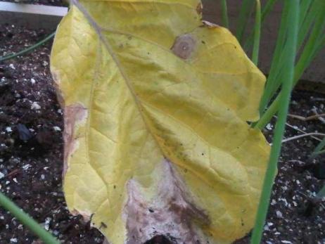 Что делать, если у баклажанов вянут, сохнут и желтеют листья и плоды?
