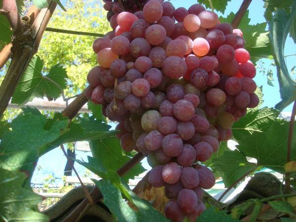 Виноград Тайфи - один из лучших столовых сортов винограда позднего созревания