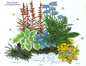 Растения для болотного сада