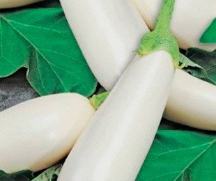 Почему баклажаны белые, какой это сорт и его полезные свойства