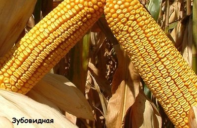 Что собой представляет кукуруза?