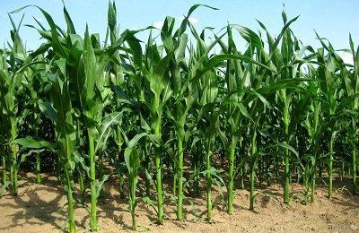 Болезни и вредители кукурузы и методы борьбы с ними
