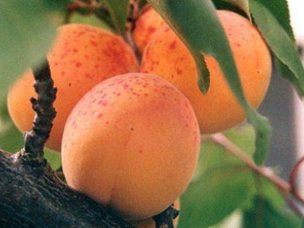 Советы по уходу за неприхотливым Краснощеким абрикосом