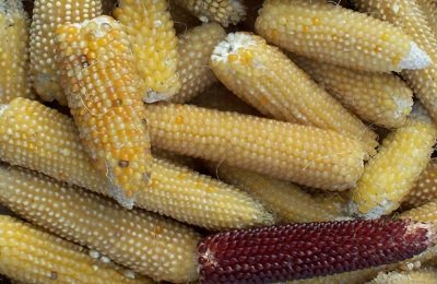 Cбор урожая кукурузы