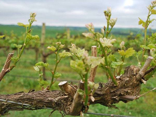 Сроки обработки виноградника весной медным купоросом