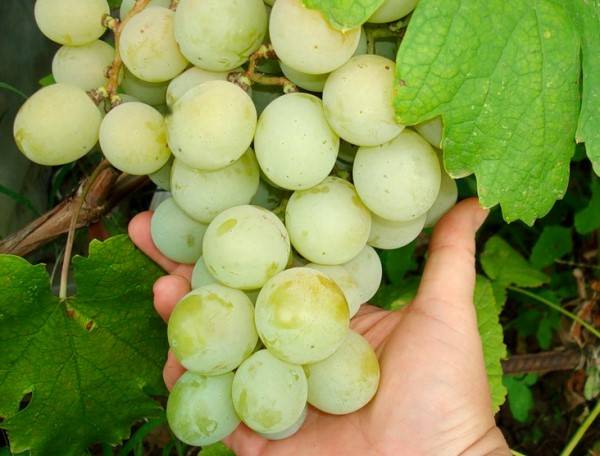Характеристика сорта винограда Кеша