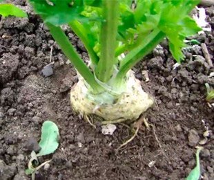 Как правильно ухаживать и выращивать корневой сельдерей?