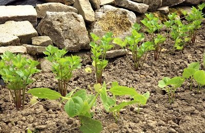 Черешковый сельдерей: секреты выращивания экзотического овоща