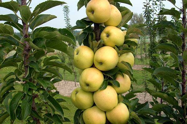 Колоновидная яблоня Медок: выращивание и уход