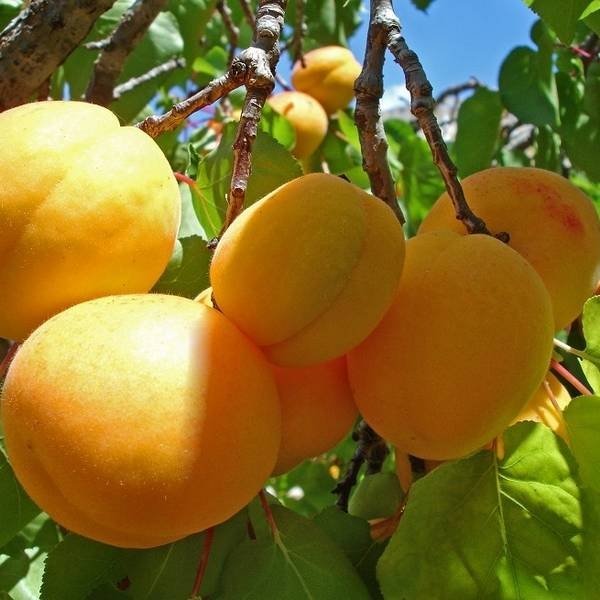 Правильная обрезка абрикоса увеличивает урожаи и продлевает жизнь старым деревьям