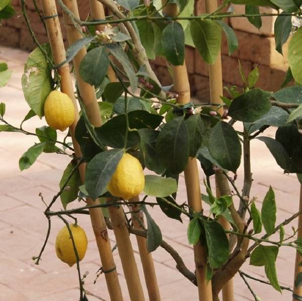 Как посадить лимон, чтобы гарантированно получить плоды?