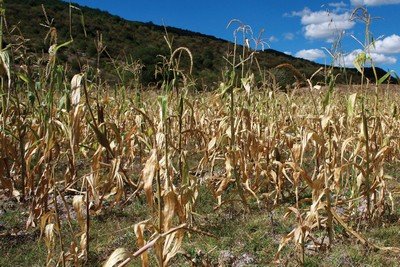 Особенности посадки семян кукурузы в открытый грунт