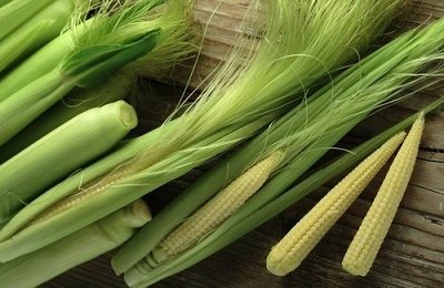 Ботанические и сортовые разновидности кукурузы