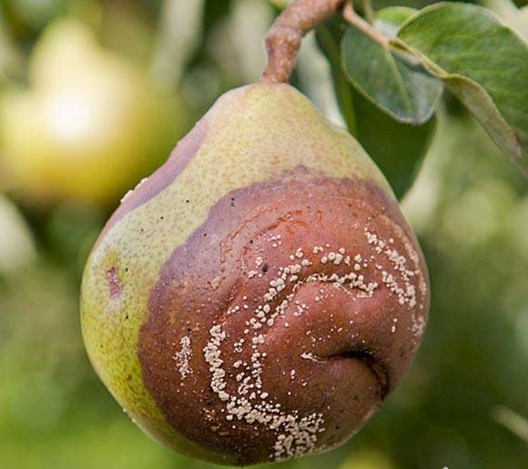 Груша Десертная россошанская: как вырастить крупные плоды при минимальном уходе