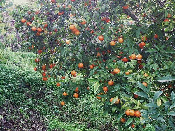 Как вырастить мандарин на приусадебном участке
