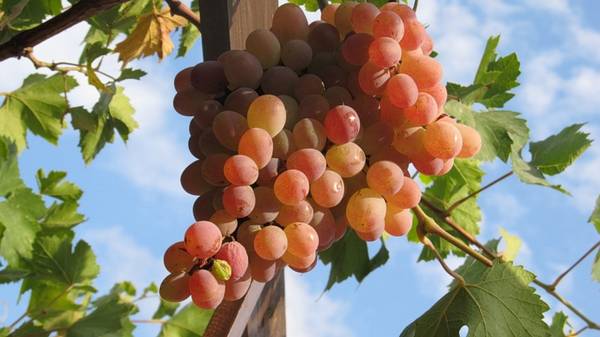Виноград Тайфи - один из лучших столовых сортов винограда позднего созревания