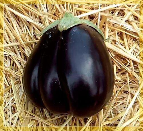 Описание и особенности выращивания баклажана Черный красавец