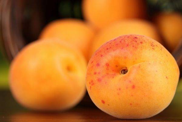 Обзор и выращивание лучших морозостойких сортов абрикоса
