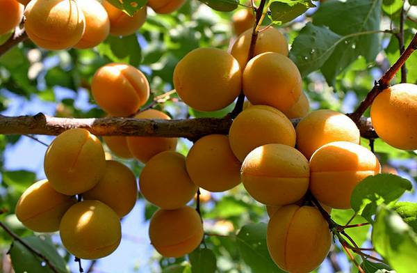 Абрикос Фаворит  сладкие и сочные плоды для всей семьи
