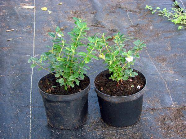 Садовая брусника: выращивание и уход