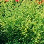 Эстрагон (Artemisia dracunculus)