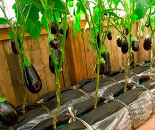 Выращивание и уход за баклажанами в теплице из поликарбоната