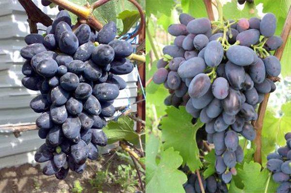 Описание и выращивание столового сорта винограда Кодрянка