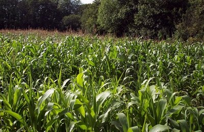 Технология выращивания кукурузы