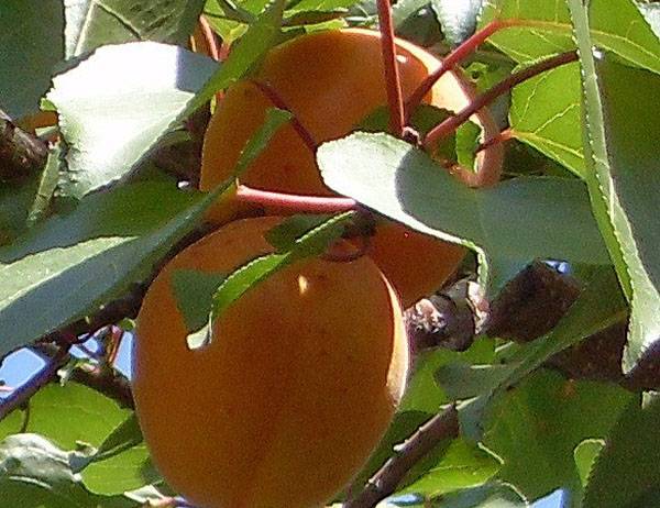 Солнечный сорт абрикоса Триумф Северный