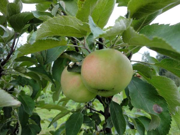 Особенности выращивания колоновидной яблони сорта Янтарное ожерелье