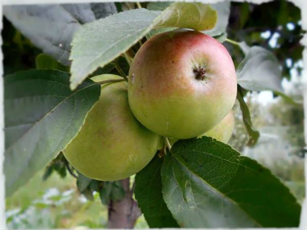 Особенности выращивания колоновидной яблони сорта Янтарное ожерелье