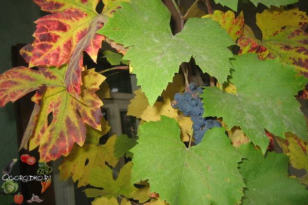 Уход за виноградом осенью  секреты и правила