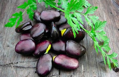 Полезные и питательные свойства черных бобов