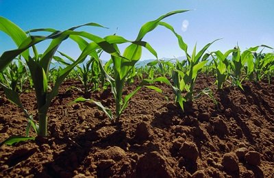 Выращивание сахарной кукурузы