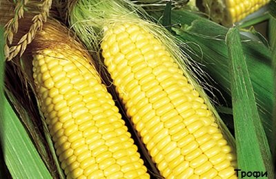 Ботанические и сортовые разновидности кукурузы