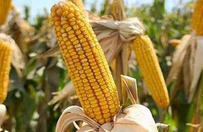 Все, что нужно знать о кормовой кукурузе