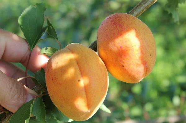 Ананасный абрикос - лучший среднеспелый сорт