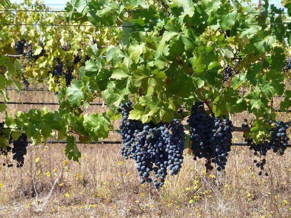 Лучшие столовые и технические сорта винограда в Крыму