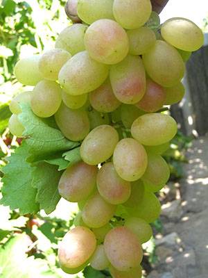 Фото и описание сортов винограда для посадки на дачном участке