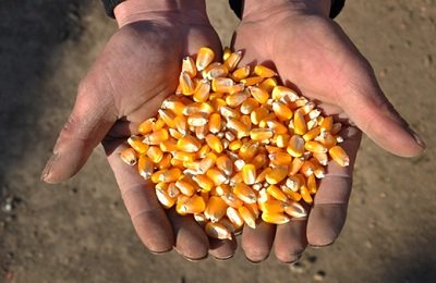 Силосование кукурузы – надежный метод заготовки сочного корма