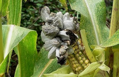 Болезни и вредители кукурузы и методы борьбы с ними