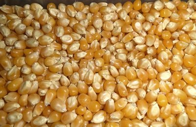 Выращивание кукурузы на попкорн