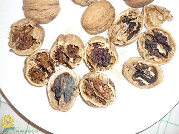 Как хранить орехи в домашних условиях, чтобы они не испортились