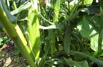 Выращивание кукурузы на попкорн