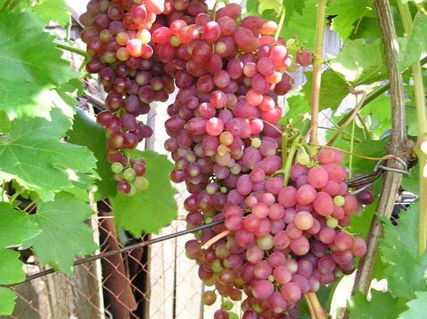 Описание ранне-среднего столового винограда кишмиш Лучистый