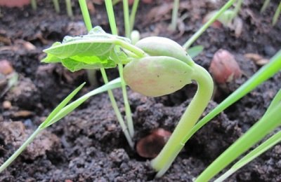 Создание оптимальных условий для выращивания чечевицы