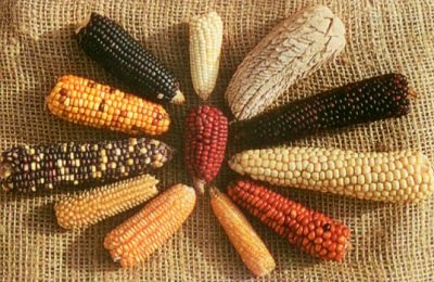 Что собой представляет кукуруза?