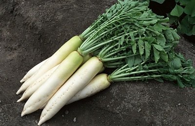 Дайкон – овощ, дарящий здоровье