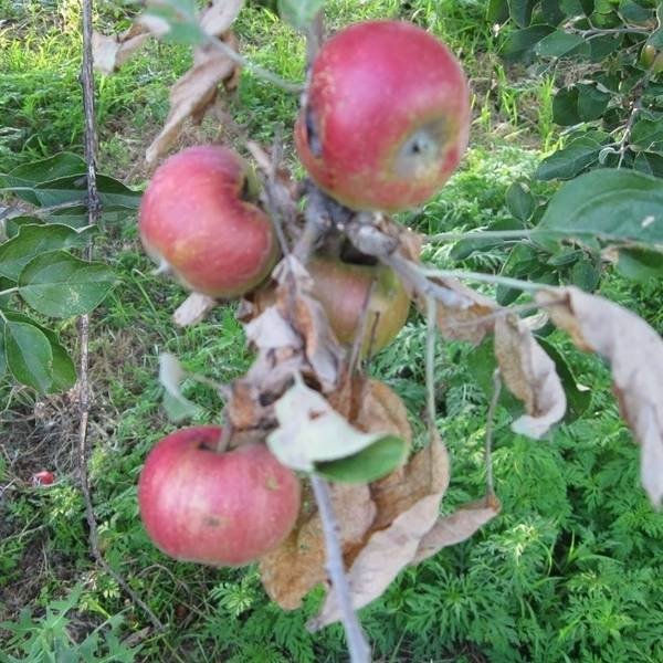 Наиболее опасные вредители яблонь, как с ними бороться