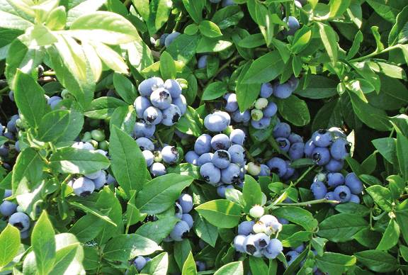 Секреты выращивания высокорослой голубики в саду